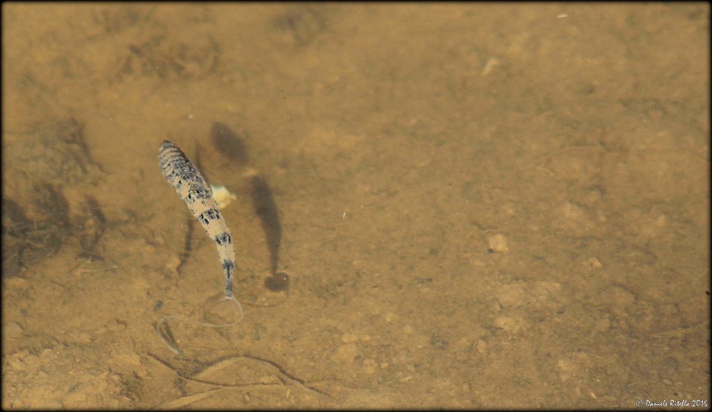 Larva di Stratiomyidae:  cfr. Odontomyia sp.